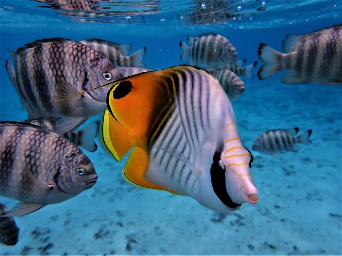 Séjour insolite voilier Mori Ora Moorea Exterior foto
