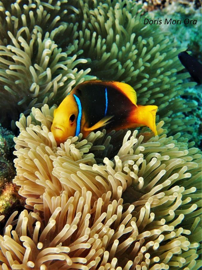 Séjour insolite voilier Mori Ora Moorea Exterior foto